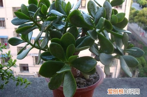 图 玉树叶子发软是怎么回事 玉树叶子发软怎么办