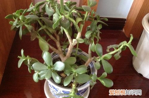 图 玉树叶子发软是怎么回事 玉树叶子发软怎么办