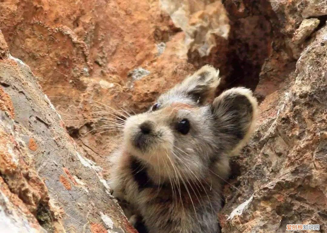 伊犁鼠兔寿命，人工养殖伊犁鼠兔