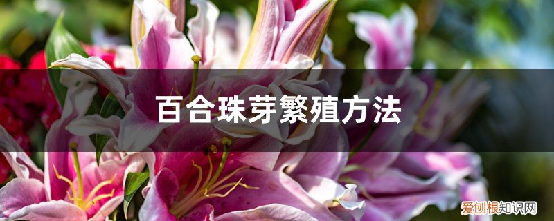 百合球芽怎么种 百合珠芽繁殖方法