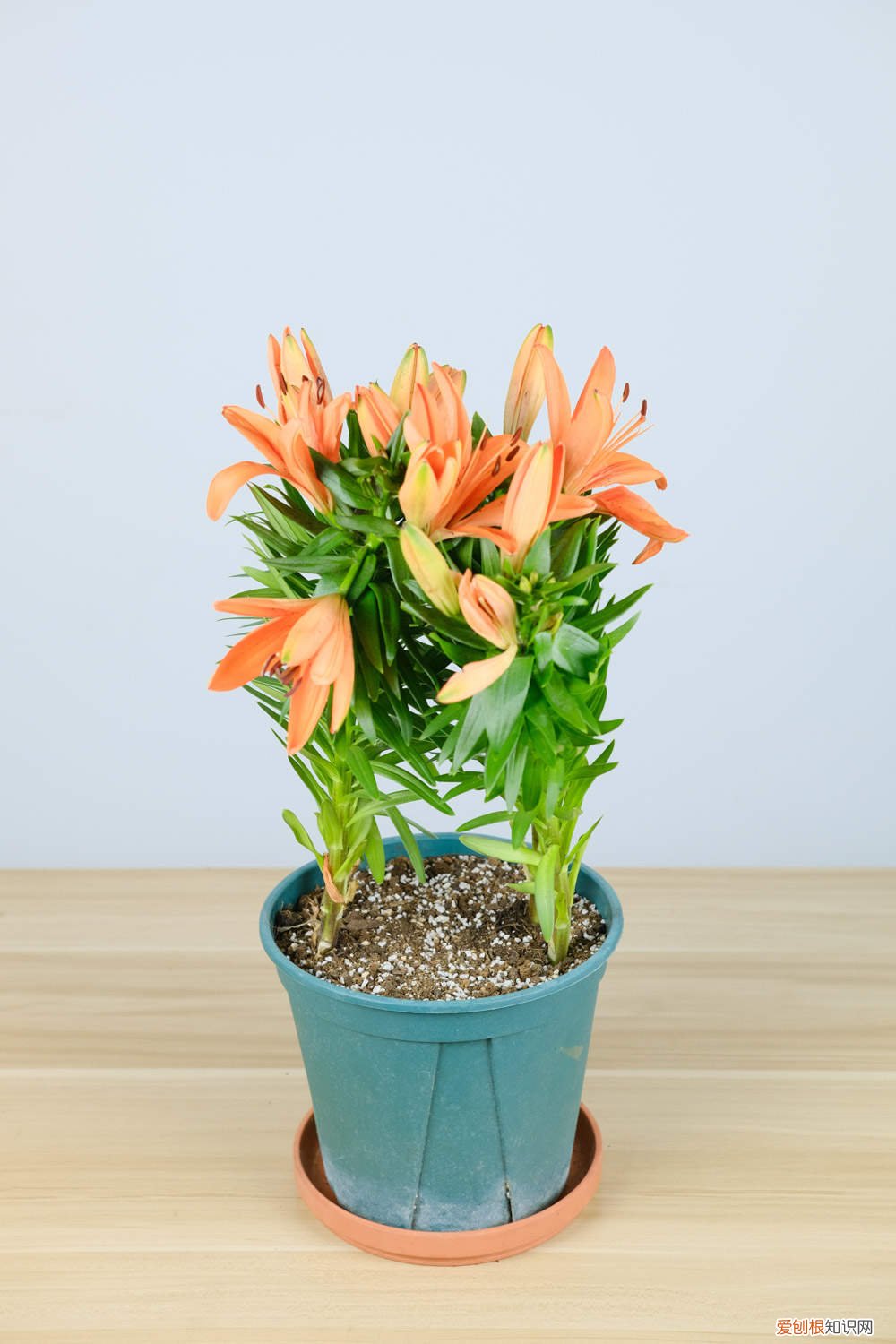 百合球芽怎么种 百合珠芽繁殖方法