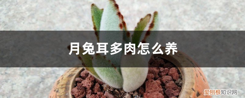 多肉兔耳怎么养形状好看 月兔耳多肉怎么养