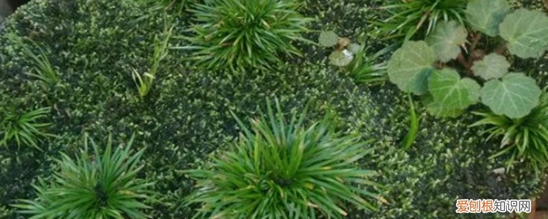 石昌蒲草盆景怎么培养 昌蒲草盆景怎么培养