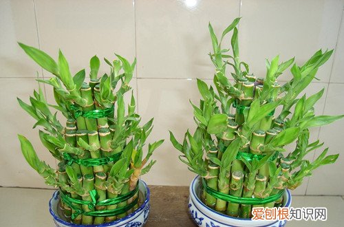 图 富贵竹叶子黄了是怎么回事 富贵竹叶子黄了怎么办