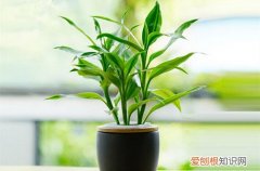 图 富贵竹叶子黄了是怎么回事 富贵竹叶子黄了怎么办