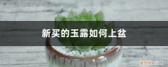 玉露买回来需要换盆吗 新买的玉露如何上盆