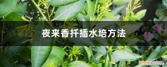 夜来香怎么种植,可以扦插吗 夜来香扦插水培方法