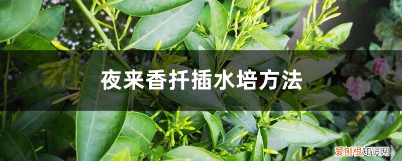 夜来香怎么种植,可以扦插吗 夜来香扦插水培方法