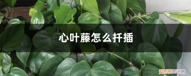 心叶藤怎么扦插生根 心叶藤怎么扦插