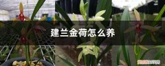 兰花金荷怎么养 建兰金荷怎么养