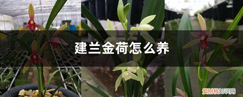兰花金荷怎么养 建兰金荷怎么养