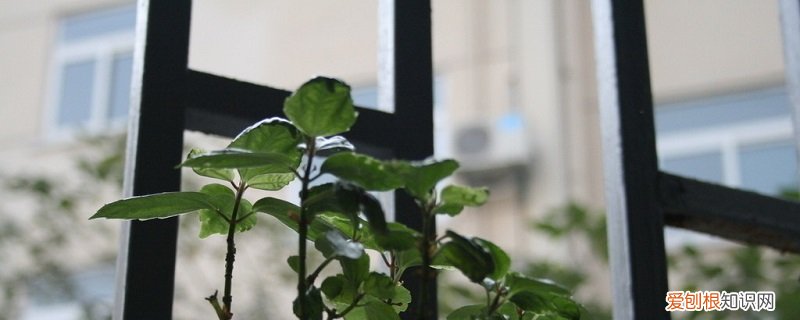 冰水花怎么养好看 冰水花怎么养