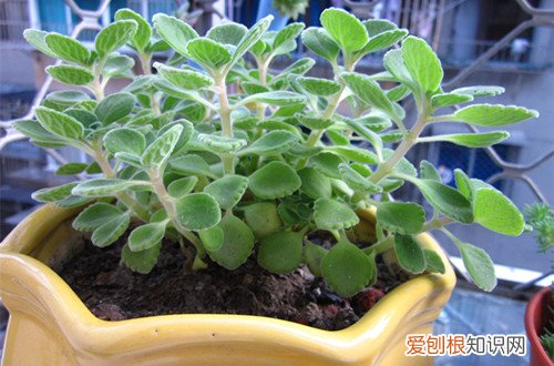 图 碰碰香叶子下垂是怎么回事 碰碰香叶子下垂怎么办