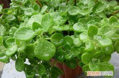 图 碰碰香叶子下垂是怎么回事 碰碰香叶子下垂怎么办
