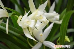 图 南方哪种兰花最好养 适合在南方养殖的兰花有哪些