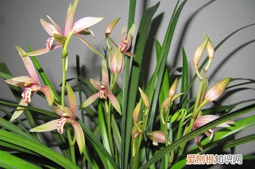 图 南方哪种兰花最好养 适合在南方养殖的兰花有哪些