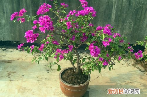 图 三角梅什么时候剪枝 三角梅的修剪方法