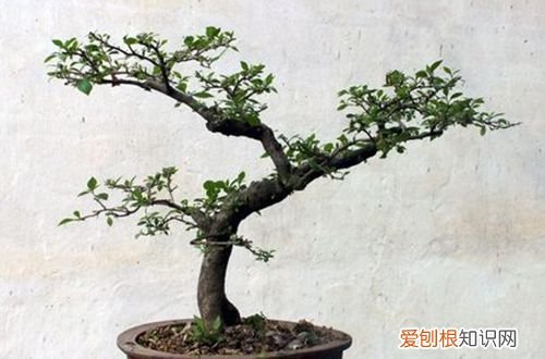 图 三角梅什么时候剪枝 三角梅的修剪方法