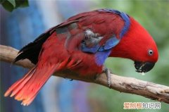 折衷鹦鹉雏鸟怎么养，鹦鹉雏鸟需要什么