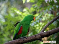 折衷鹦鹉寿命有多长，折中鹦鹉寿命多少年