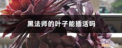 黑法师的叶子能扦插吗 黑法师的叶子能插活吗