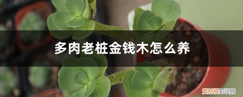 多肉金钱老桩的养殖方法 多肉老桩金钱木怎么养