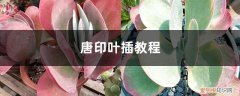 唐印叶插方法 唐印叶插教程