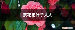 茶花怎么养花才能开得又大又好 茶花如何养护叶子才能变大