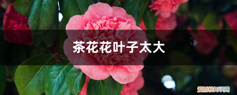 茶花怎么养花才能开得又大又好 茶花如何养护叶子才能变大