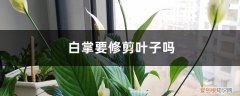 白掌修剪时要把叶子一并剪掉 白掌要修剪叶子吗
