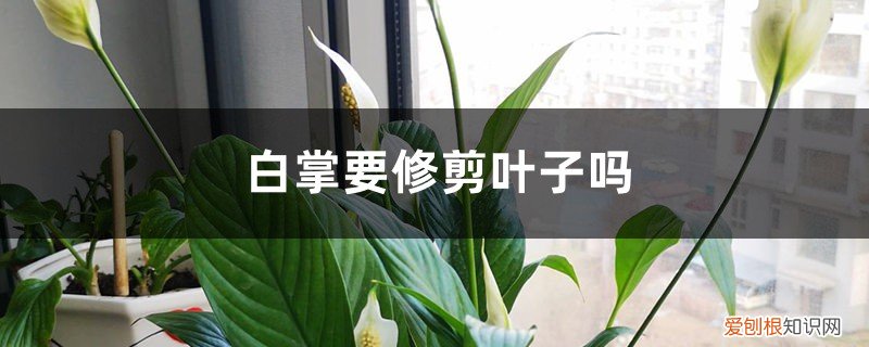 白掌修剪时要把叶子一并剪掉 白掌要修剪叶子吗