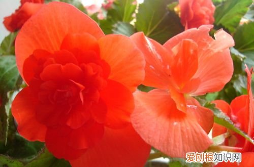 图 夫妻海棠花如何修剪 夫妻海棠花的修剪方法