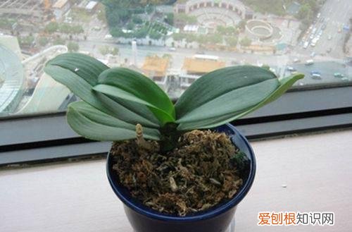 图 蝴蝶兰为什么长得慢 蝴蝶兰怎么养长得快