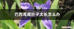 巴西鸢尾黄叶是怎么回事 巴西鸢尾叶子太长怎么办