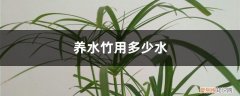 水竹放多少水 养水竹用多少水