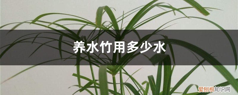 水竹放多少水 养水竹用多少水