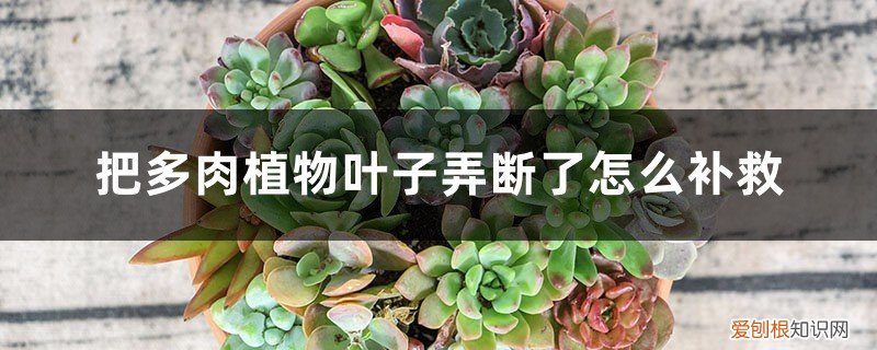 多肉的叶子掉了怎么,叶子怎么处理 把多肉植物叶子弄断了怎么补救