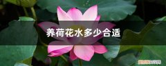 荷花要放多少水 养荷花水放多少合适