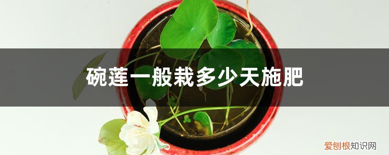 碗莲多长时间施一次肥 碗莲一般栽多少天后施肥