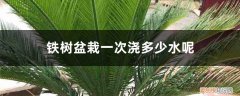 铁树怎么浇水,铁树浇水方法 铁树盆栽一次浇多少水呢