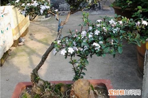 图 六月雪什么时候修剪 六月雪怎么修剪