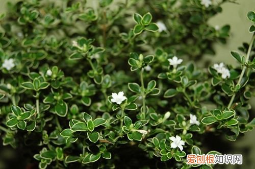 图 六月雪什么时候修剪 六月雪怎么修剪