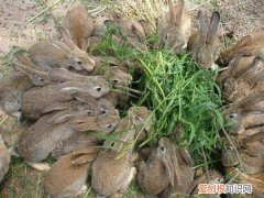 中国野兔饲养，中国野兔品种