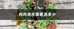 肉肉花浇水什么时候浇一次 肉肉浇水需要浇多少