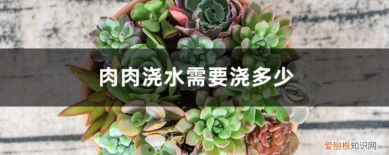 肉肉花浇水什么时候浇一次 肉肉浇水需要浇多少