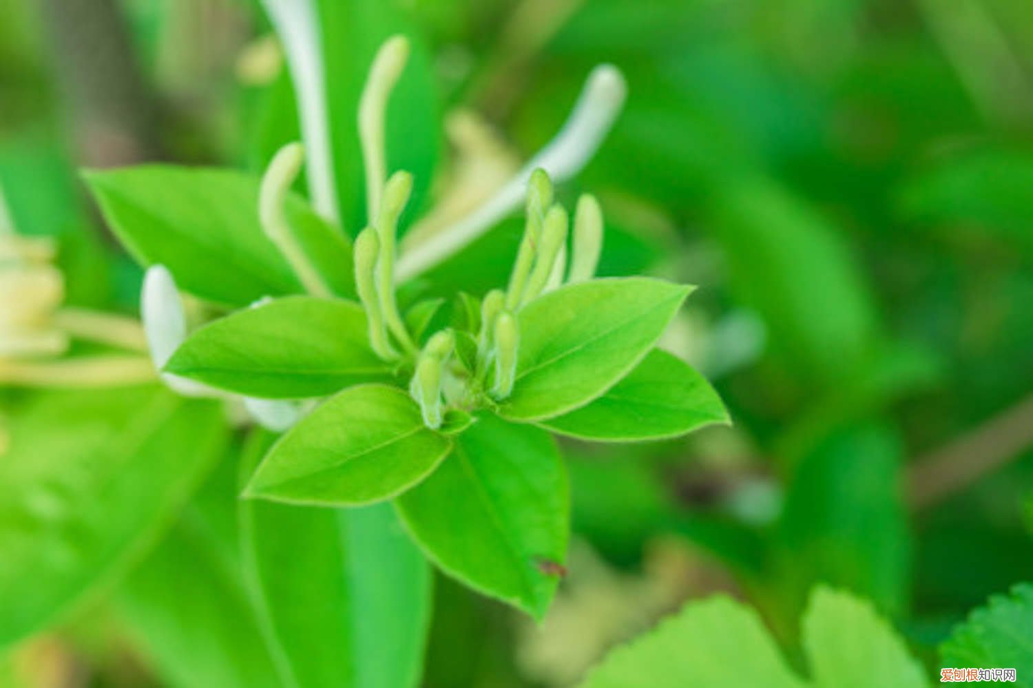 金银花水能浇花吗 金银花一次浇多少水