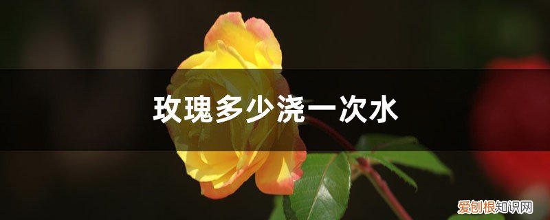 玫瑰花一天浇几次水 玫瑰多少天浇一次水