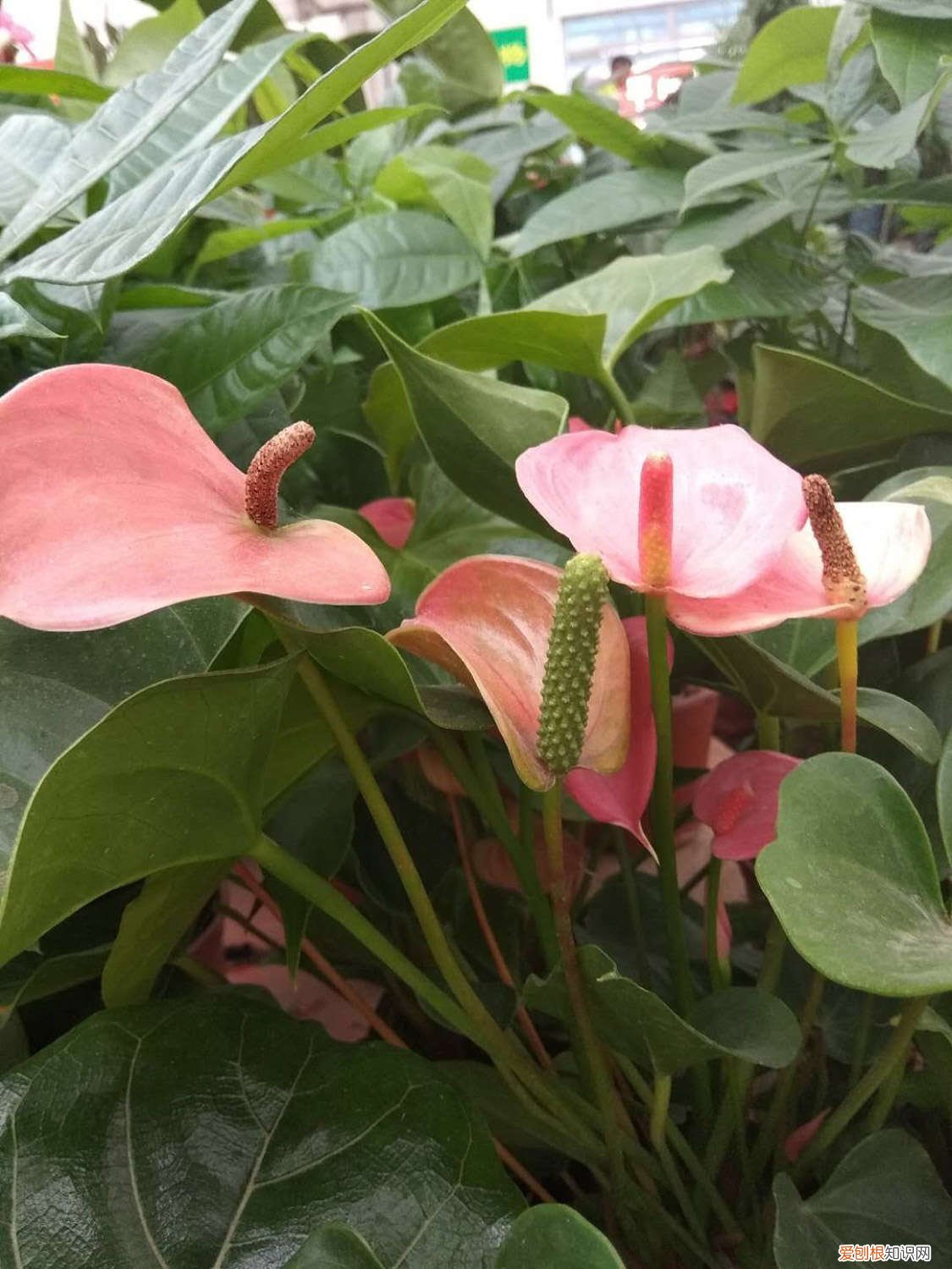 火鹤花水培怎么养 火鹤花水培加多少水