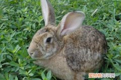 野兔在中国是国家保护动物吗，野兔在中国是国家保护动物吗为什么