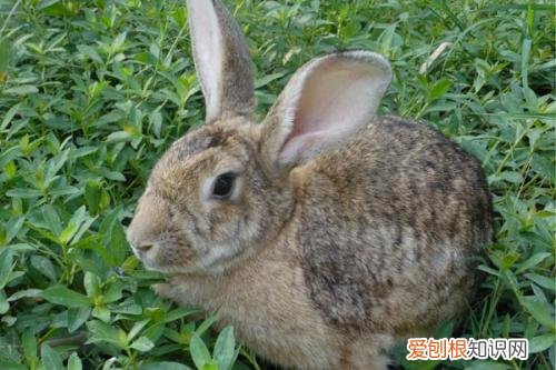 野兔在中国是国家保护动物吗，野兔在中国是国家保护动物吗为什么